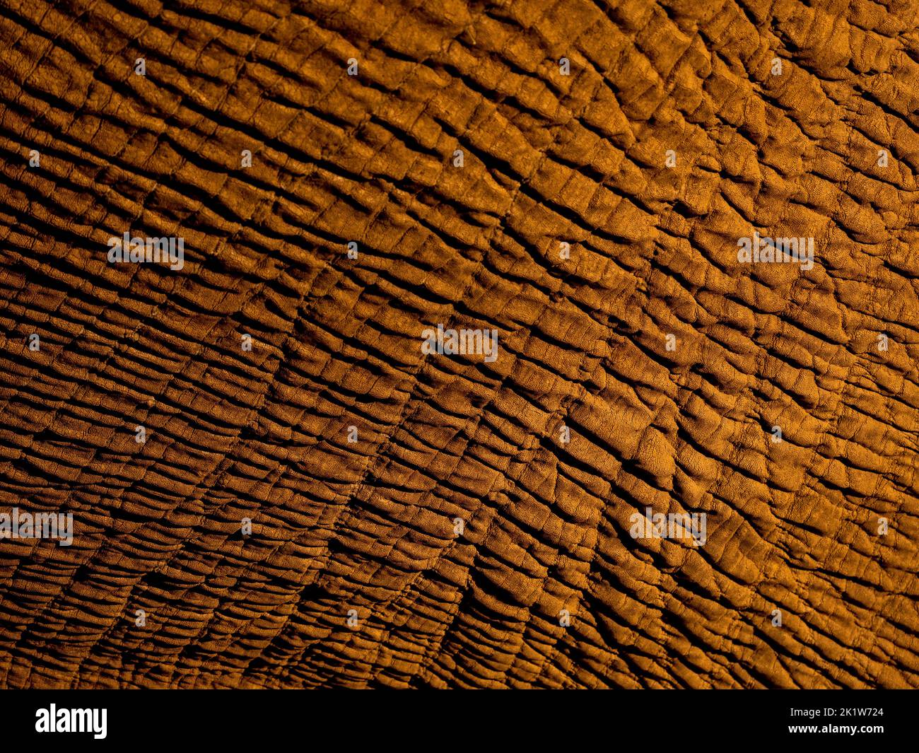 Bild mit komplizierten Mustern und Texturen auf Elefanten im Amboseli National Park, Kenia Stockfoto