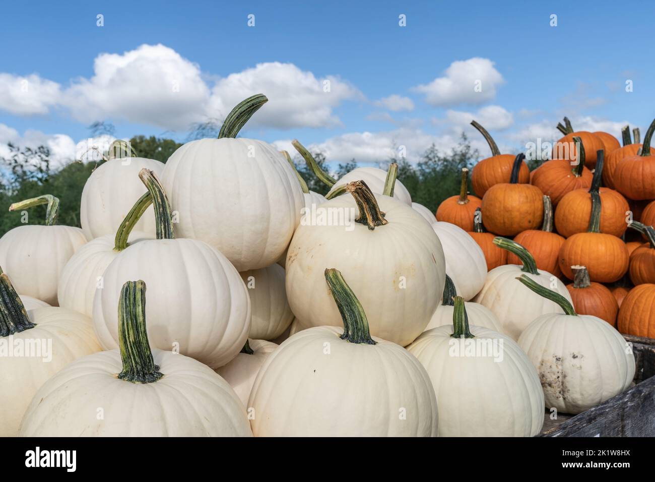 Weiße Kürbisse zum Verkauf auf dem lokalen Bauernmarkt sind bereit für Halloween und Thanksgiving Feiertage. Stockfoto