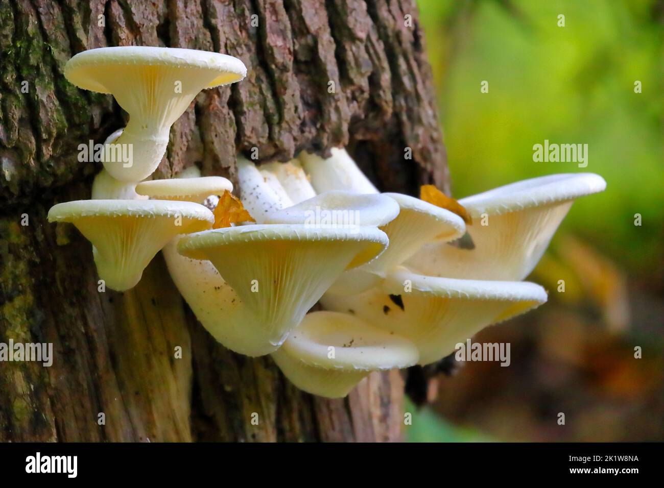 Eine Nahaufnahme eines weißen Pilzes, der auf dem Stamm eines Baumes wächst Stockfoto