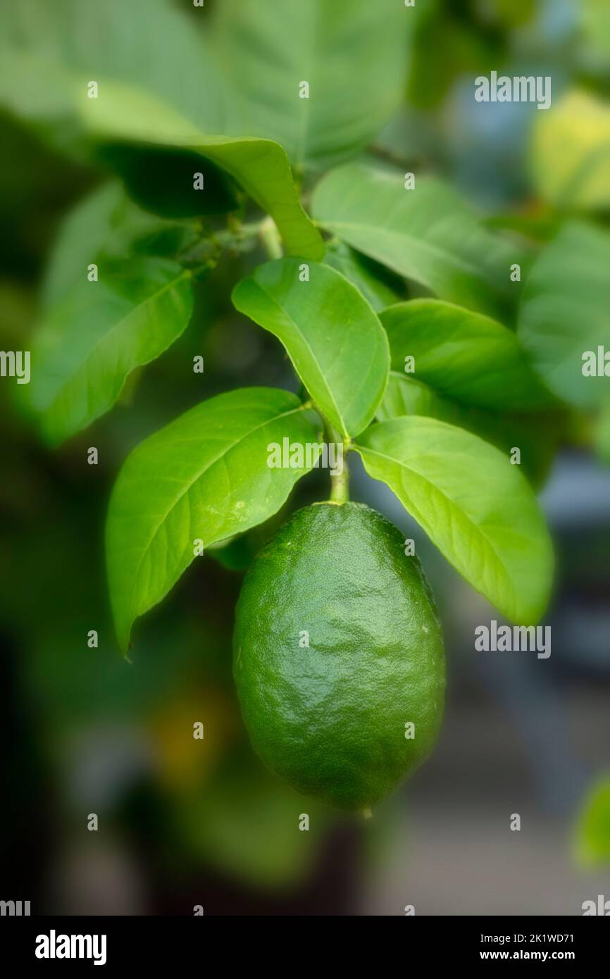 Grüne Citrus Medica Pflanze und Frucht Stockfoto
