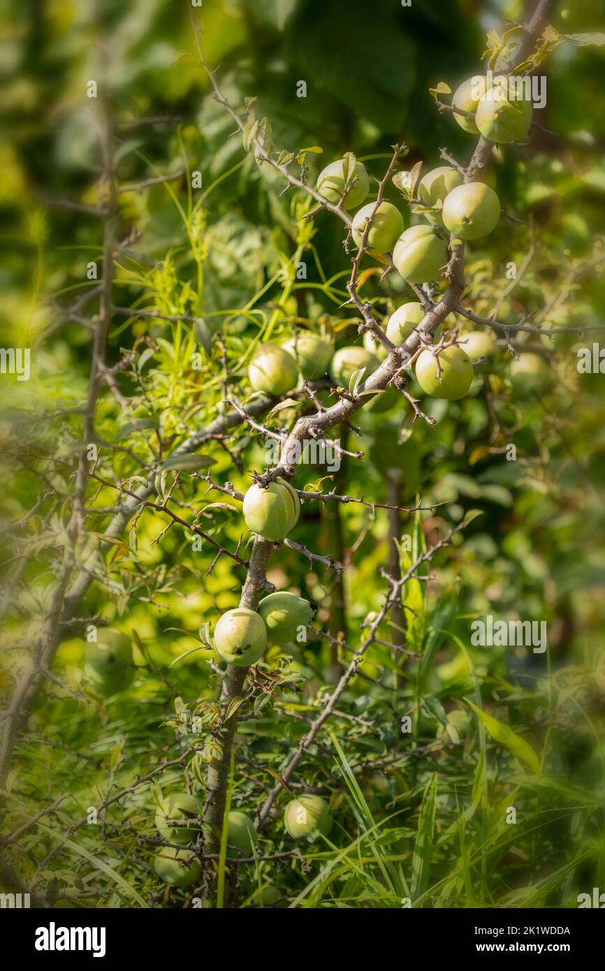 Chaenomeles lagenaria var wilsonii Fotos und Bildmaterial in hoher