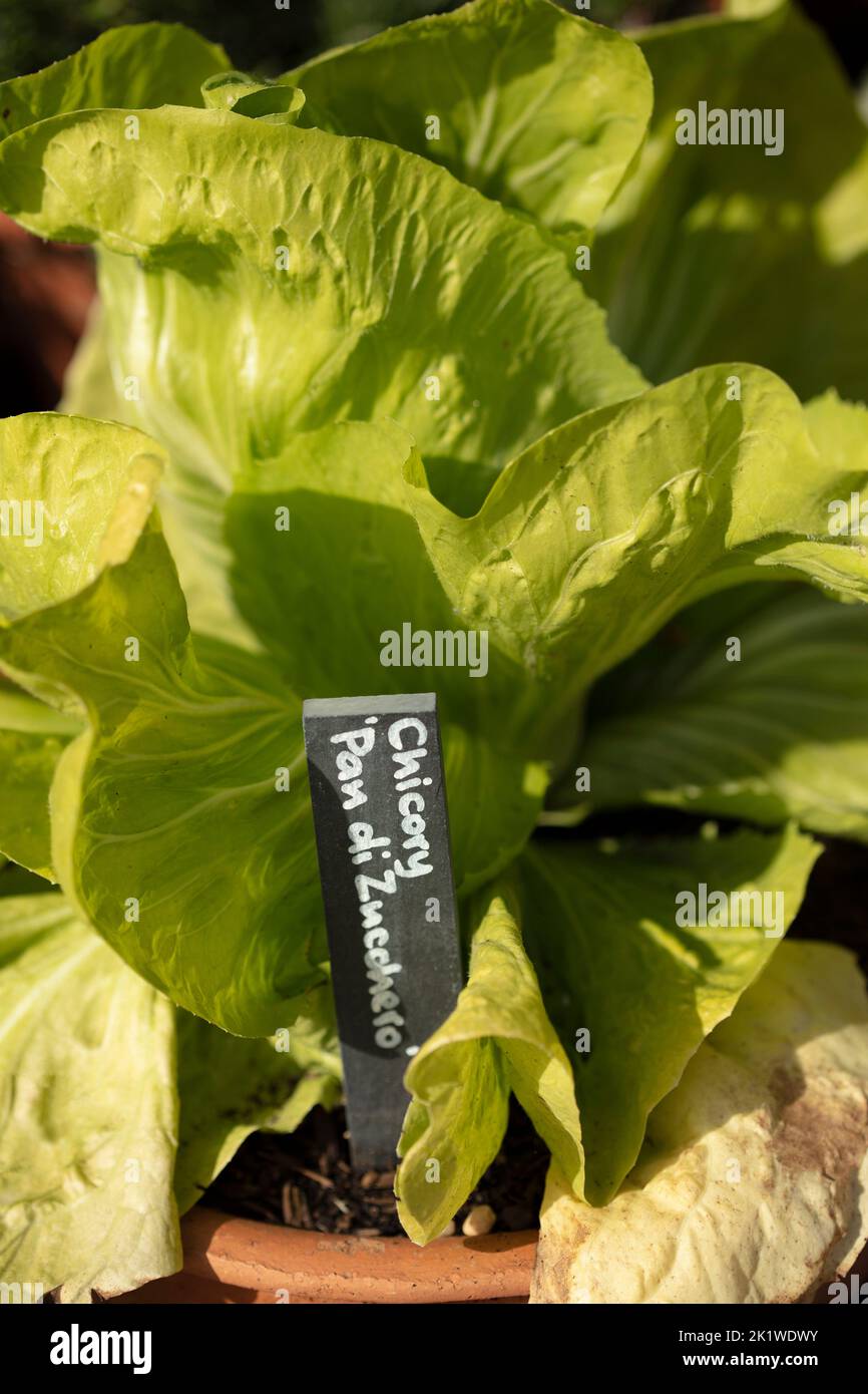 Radient Chicory ‘Pan di Zucchero’, Cichorium intybus „Pan di Zucchero“, Radicchio „Pan di Zucchero“, Gemüse-, Lebensmittel-Darstellung Stockfoto