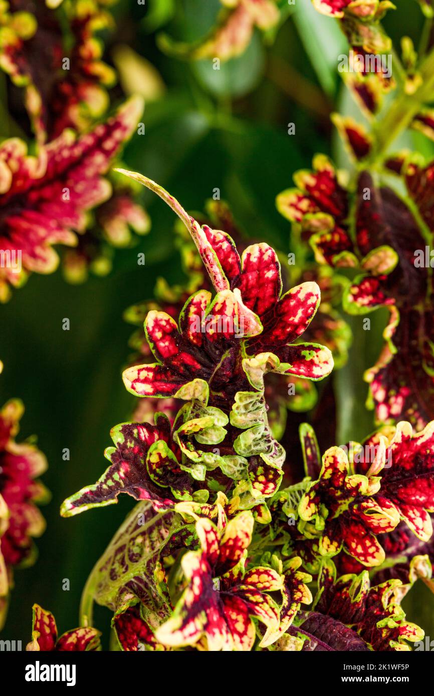 Auffallendes Holboellia latifolia hoch gemustertes und farbenfrohes Pflanzenportrait Stockfoto