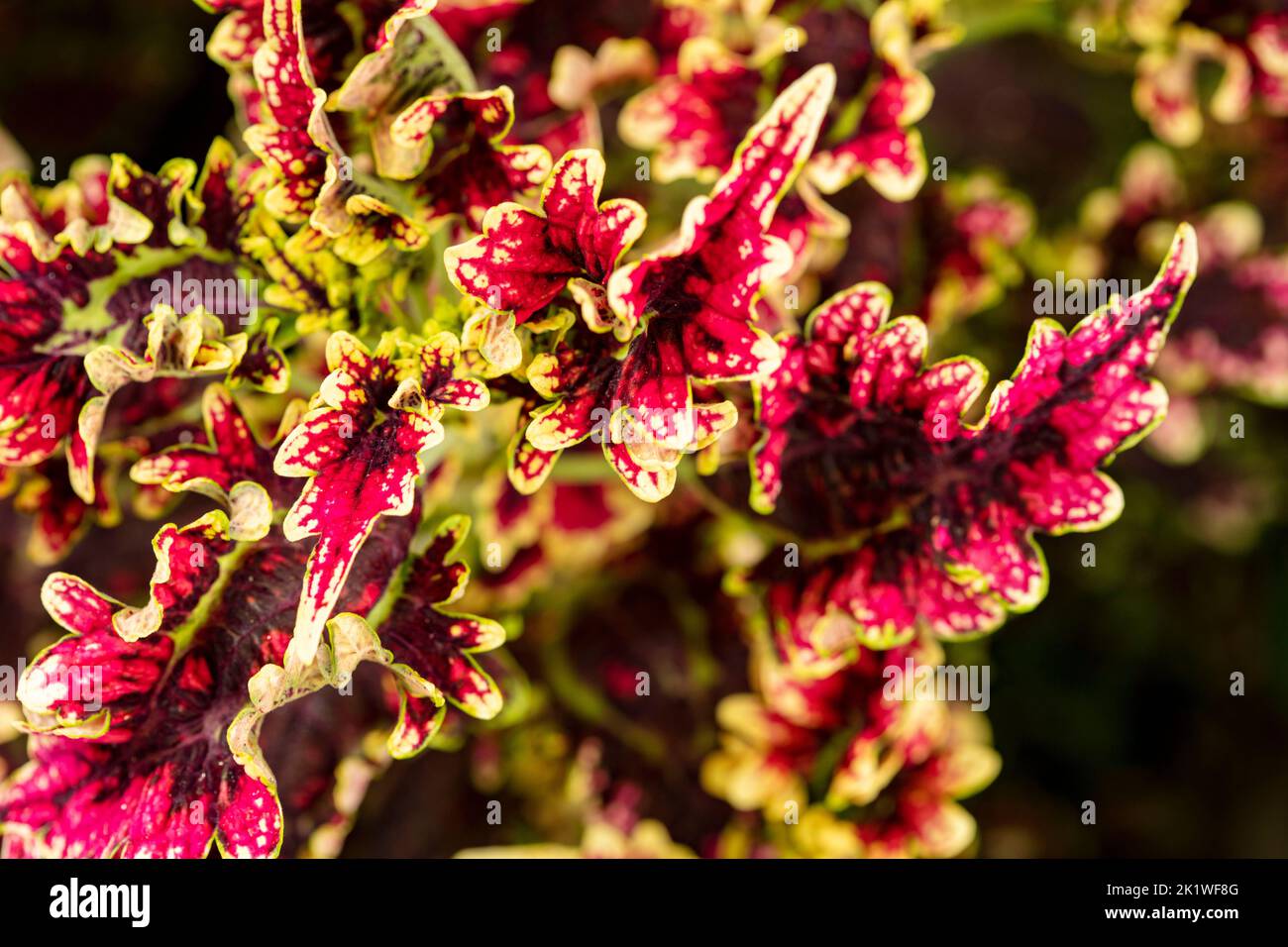 Auffallendes Holboellia latifolia hoch gemustertes und farbenfrohes Pflanzenportrait Stockfoto