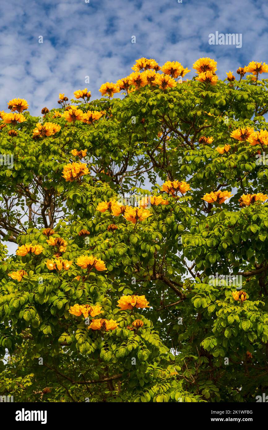 Ein blühender afrikanischer Tulpenbaum in Fort Lauderdale, Florida, USA. Stockfoto