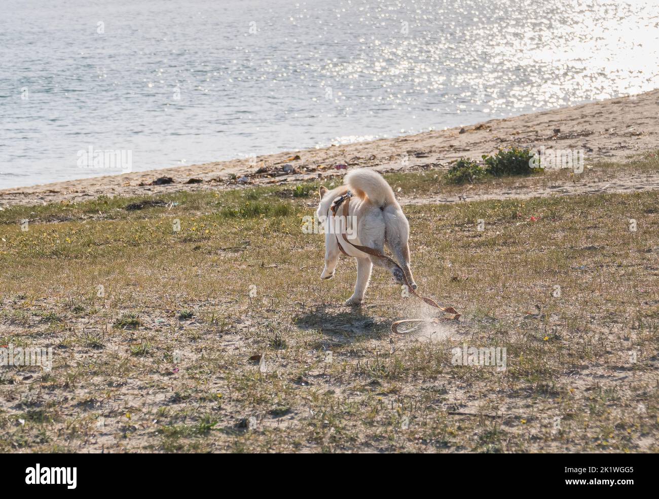 hokkaido Hund läuft am Strand entlang in Richtung Meer an einer lockeren Leine Stockfoto