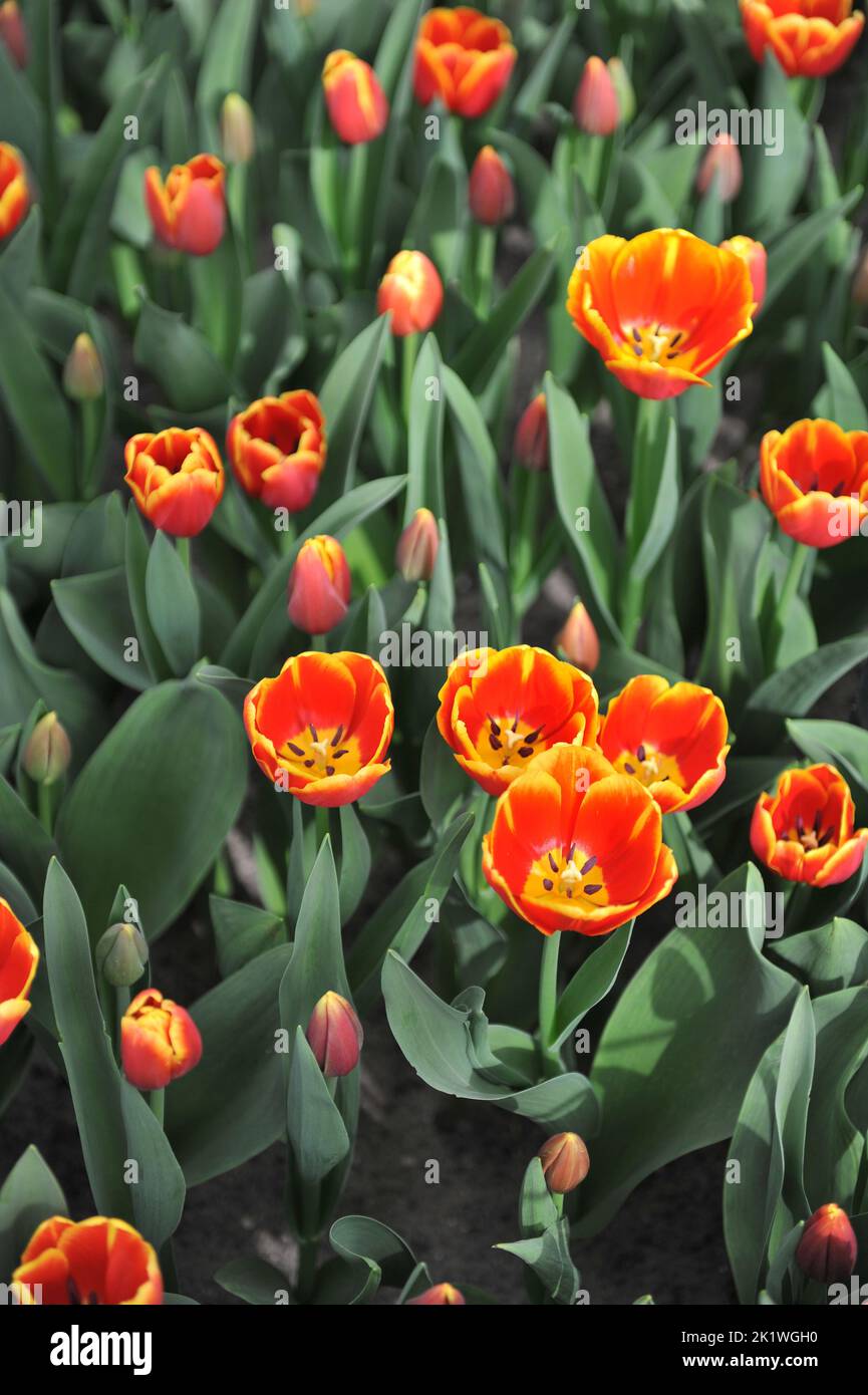 Rote und gelbe Triumph-Tulpen (Tulipa) im April erblühen in einem Garten Stockfoto