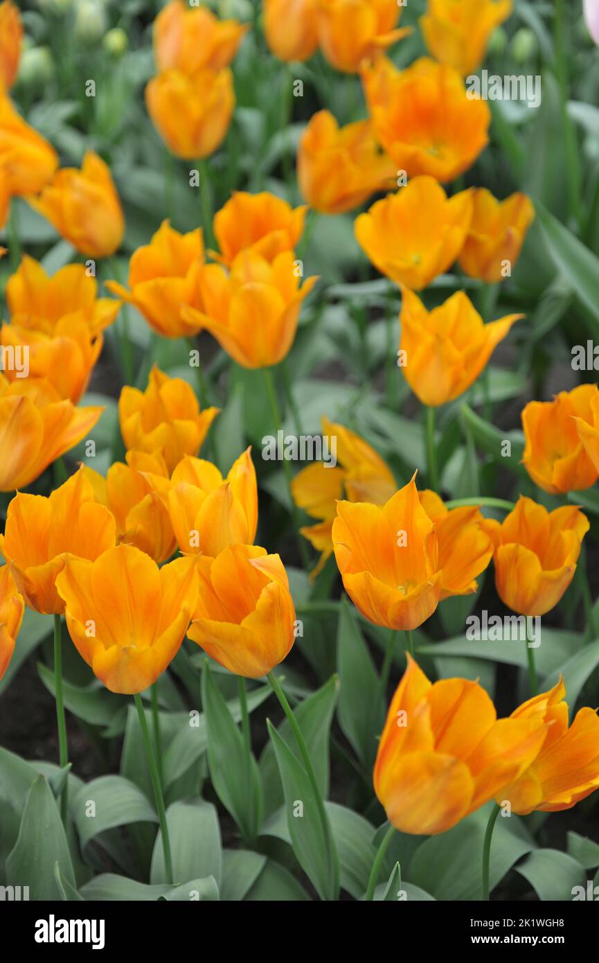 Orange Triumph Tulpen (Tulipa) Bitte um Blüte in einem Garten im April Stockfoto