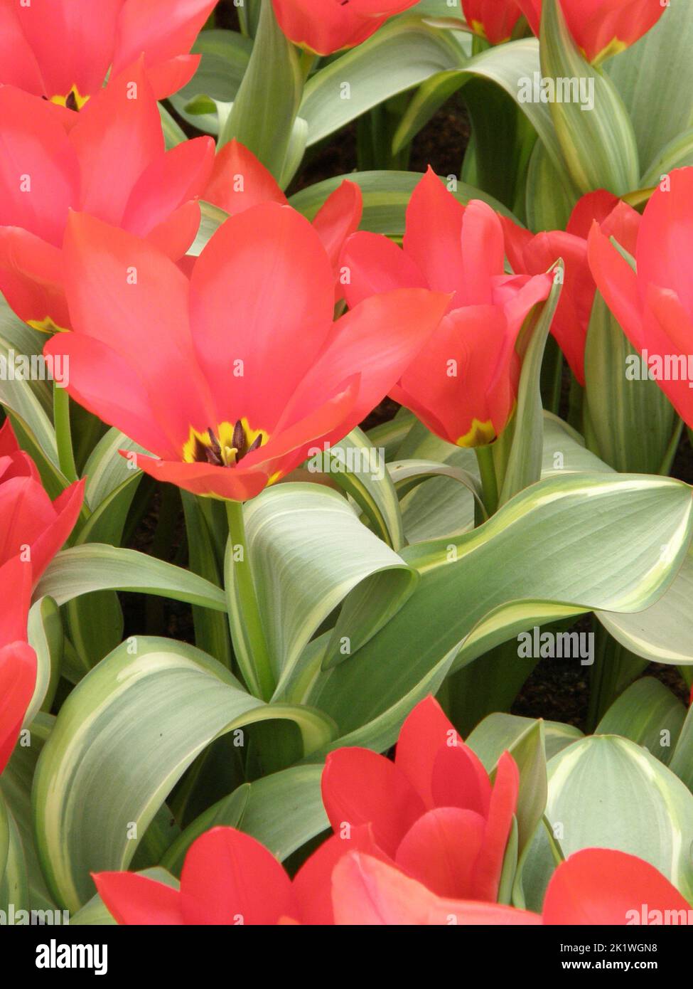Rote Fosteriana Tulpen (Tulipa) Robassa mit bunten Blättern blüht im März in einem Garten Stockfoto