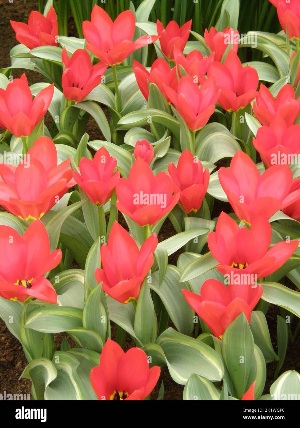 Rote Fosteriana Tulpen (Tulipa) Robassa mit bunten Blättern blüht im März in einem Garten Stockfoto