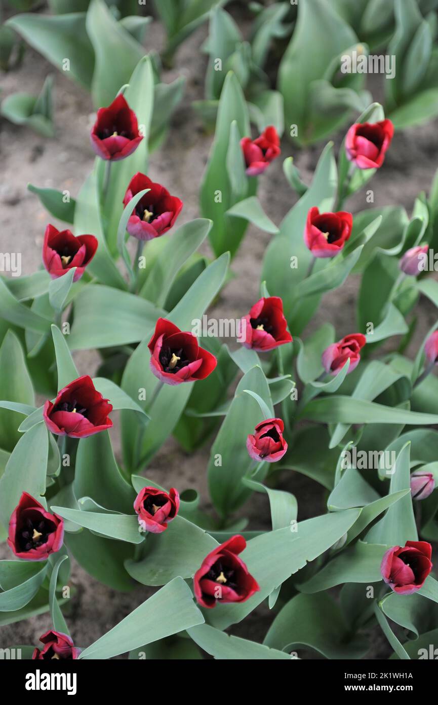Dunkelrote Triumph-Tulpen (Tulipa) Ronaldo blühen im März in einem Garten Stockfoto