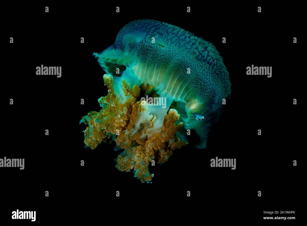 Aurelia aurita Moon Jellyfish Nahaufnahme schwimmend im Wasser isoliert auf schwarzem Hintergrund Stockfoto