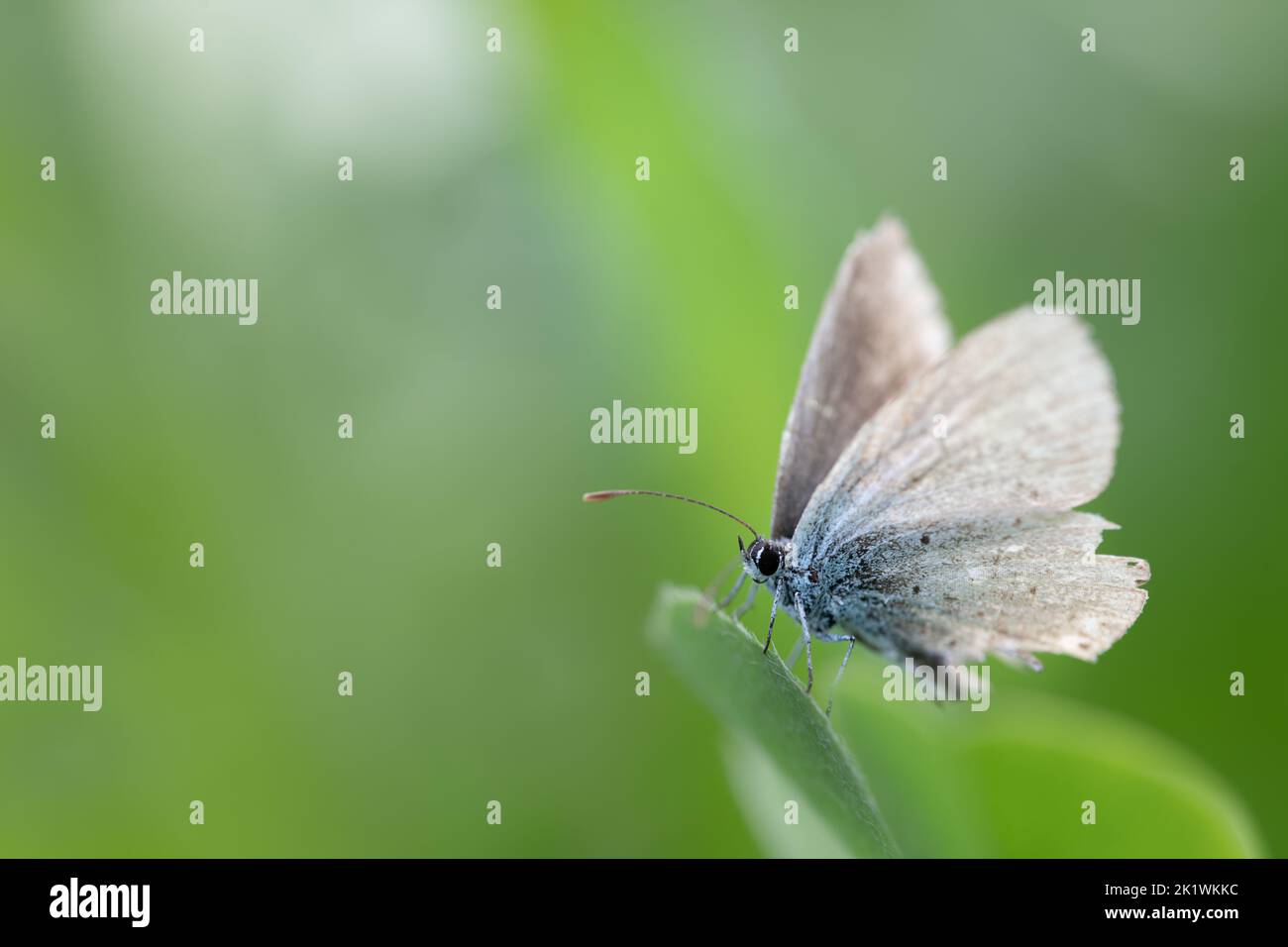 Nahaufnahme eines Schmetterlings, eines älteren Blauen, der auf einem langen Blatt vor einem grünen Hintergrund in der Sonne thront. Die Flügel des Insekts sind ausgefranst. Stockfoto