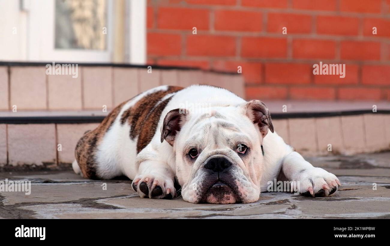 Eine junge traurige englische Bulldogge liegt auf der Straße im Hof vor dem Haus und schaut auf die Kamera. Zeitlupe. PET-Konzept Stockfoto