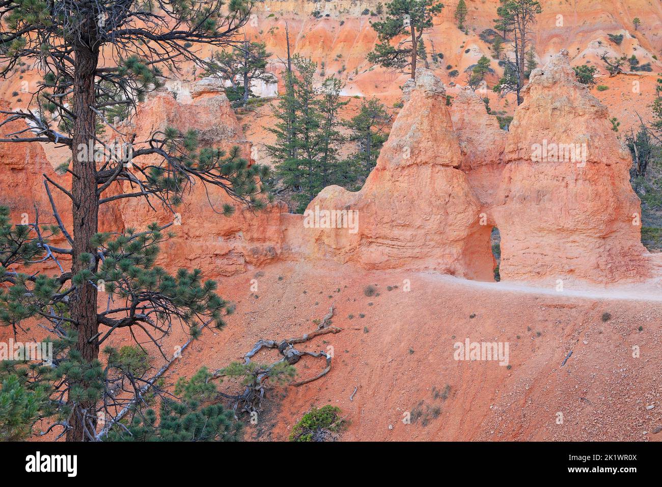 Weg durch Tunnel und rote Hoodoos mit Baum im Vordergrund im Bryce Canyon, Utah Stockfoto