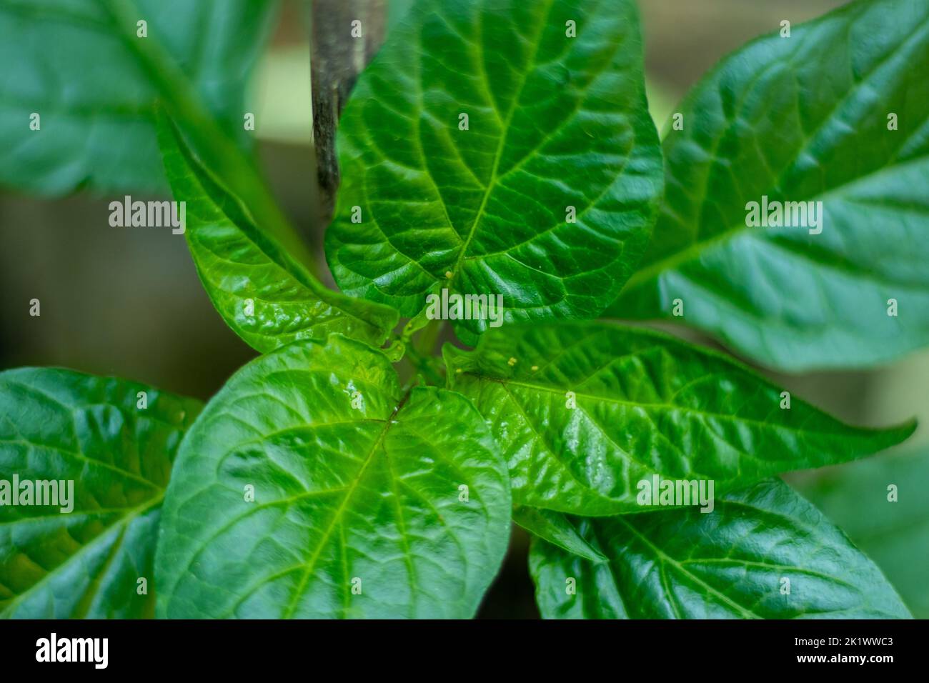 Bombay Chili oder Naga Morich Blatt und es ist viel größer als normale
