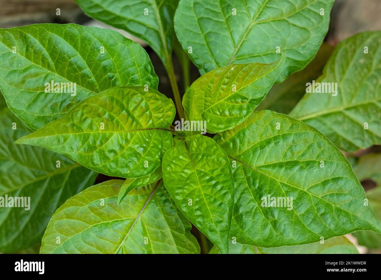 Naga Morich oder Bombay Chili Pflanze und es ist viel größer als normale Chili. Dies ist grüner Pfeffer, wenn er reif ist, dann kommt er reine rote Farbe Stockfoto