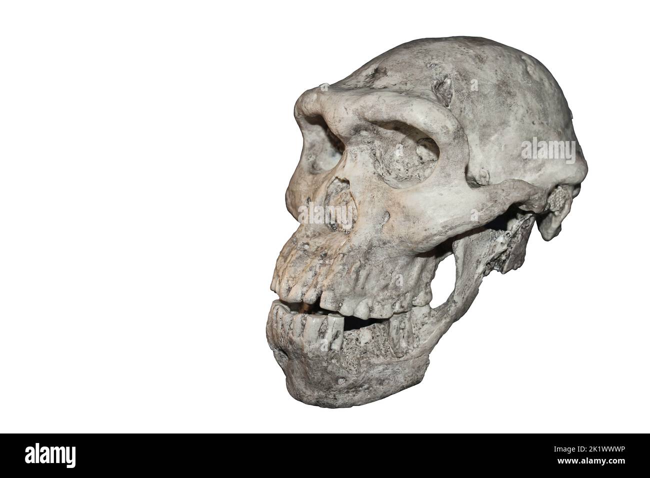 Westasiatischer Homo erectus Dmanisi, Georgien Stockfoto