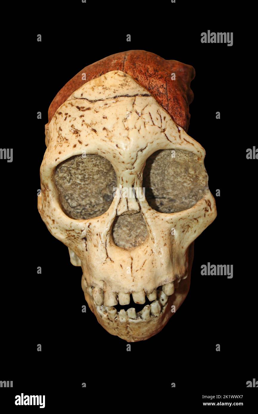 Taung Kind Schädel - Australopithecus africanus Stockfoto