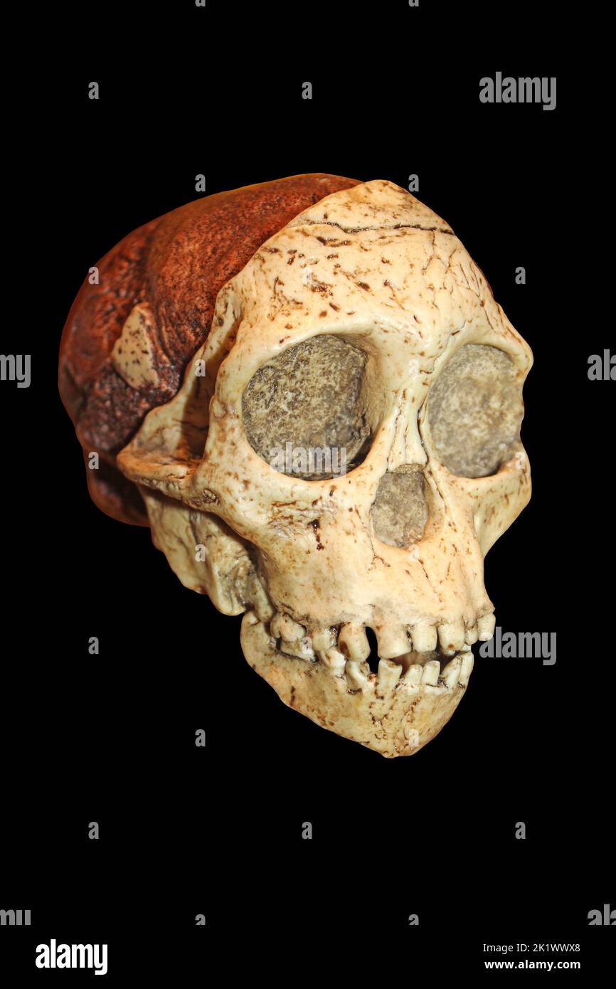 Taung Kind Schädel - Australopithecus africanus Stockfoto