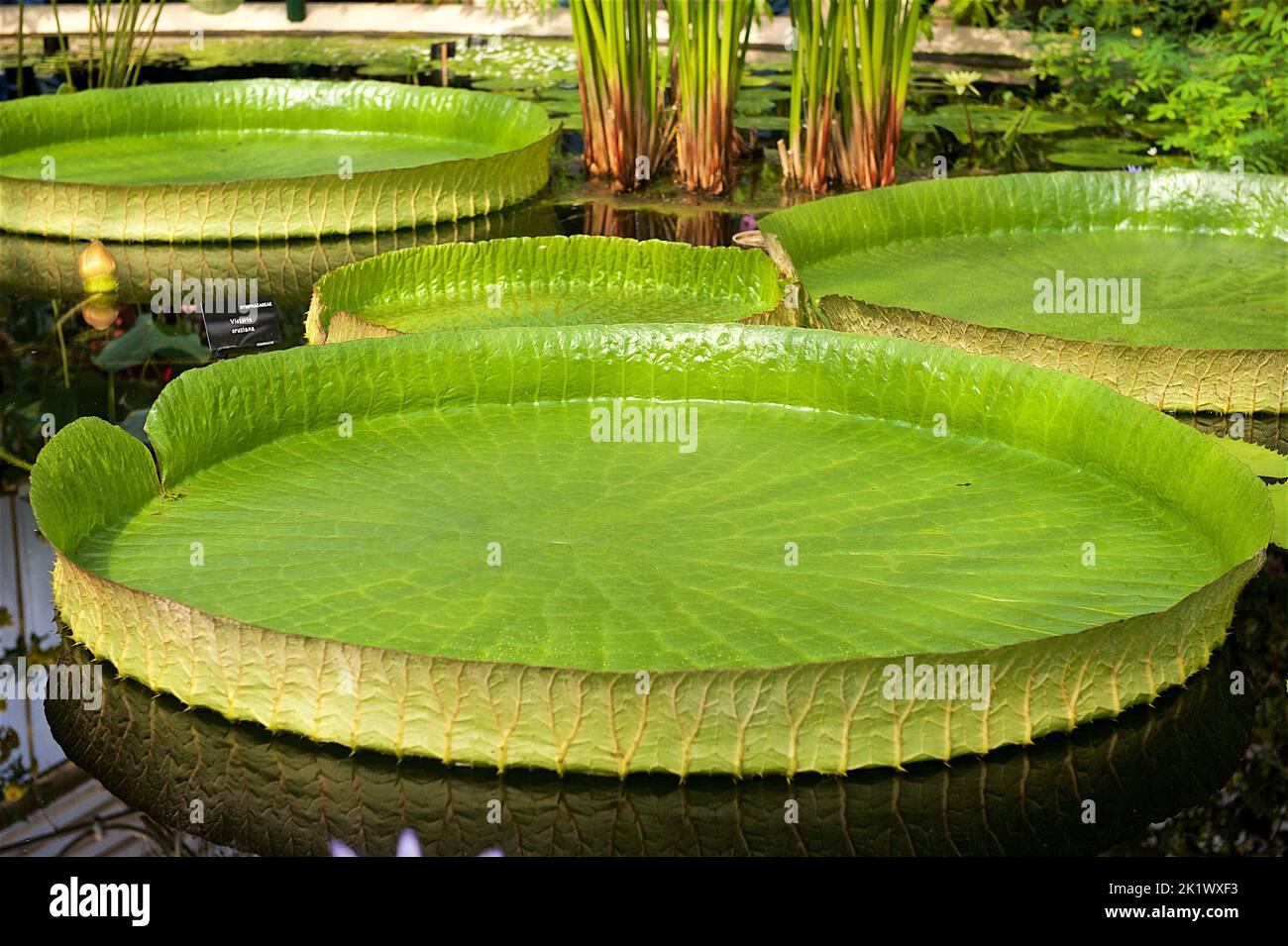 Lotusblume im Kew Garden Stockfoto