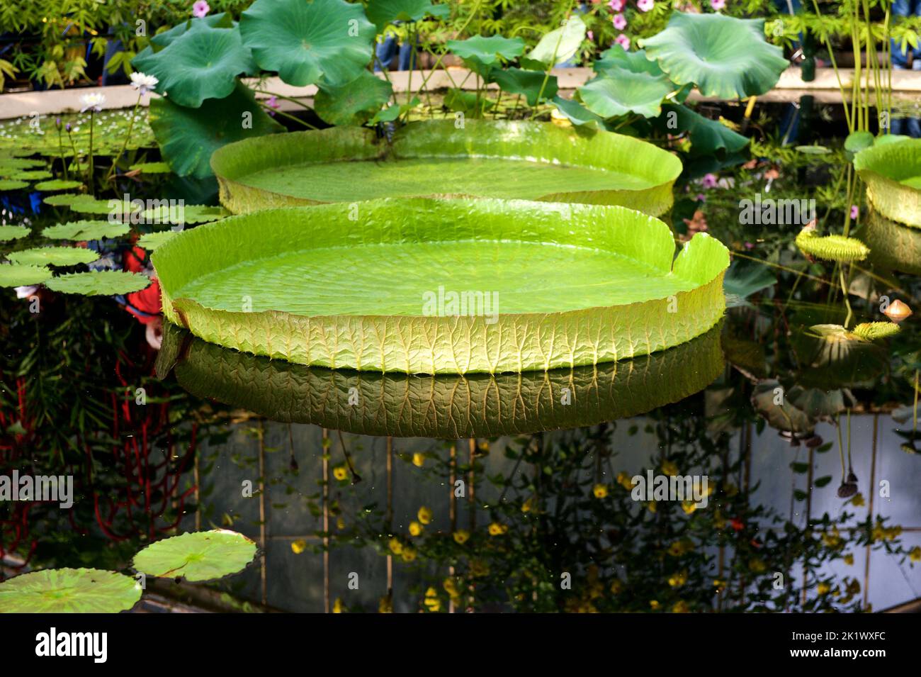 Lotusblume im Kew Garden Stockfoto