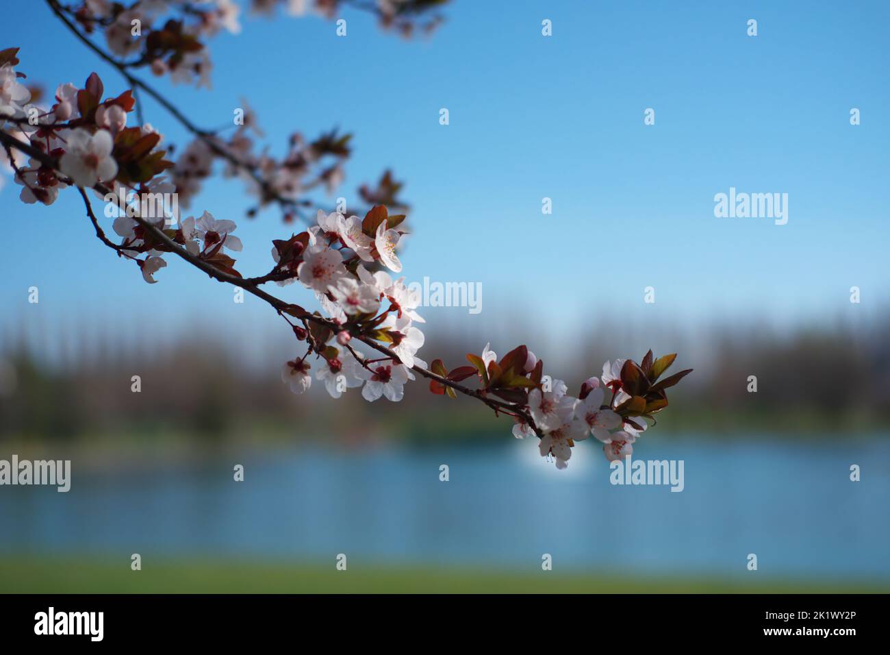 Die Blumen blühen auf den Ästen des Baumes im Frühling bookeh Stockfoto