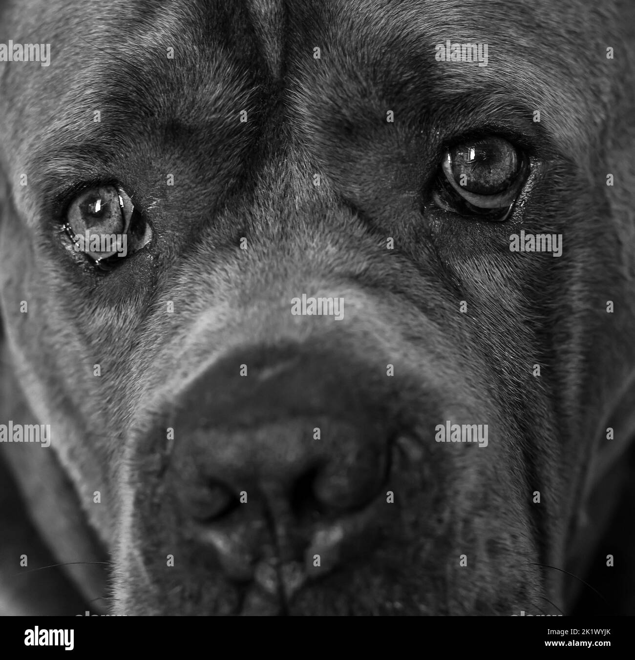 Enges Porträt eines corso-Rohrhundes in Schwarz und Weiß Stockfoto