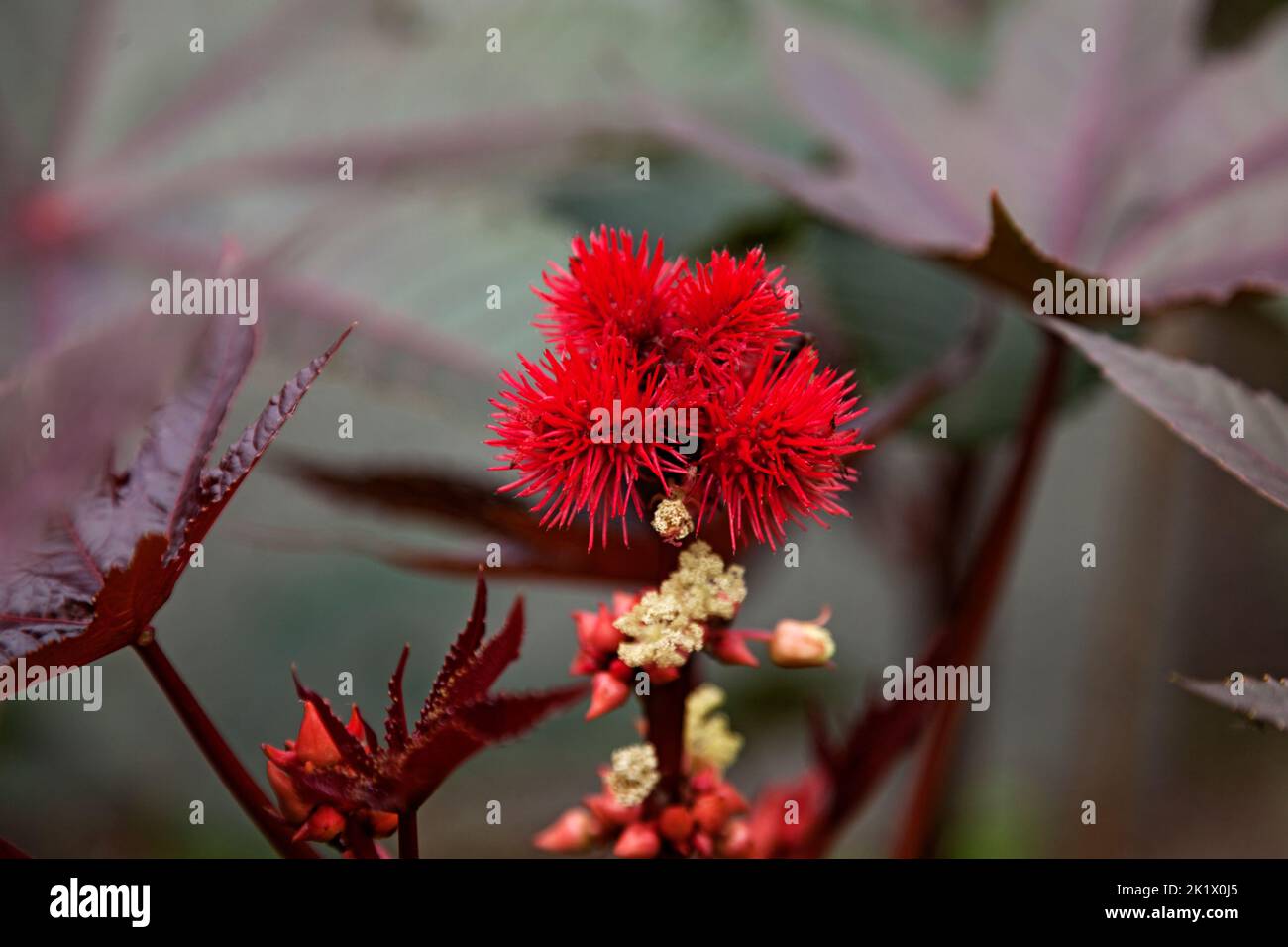 Eine rote Blume mit vielen Sprossen, die fast wie Tentakeln aussehen Stockfoto