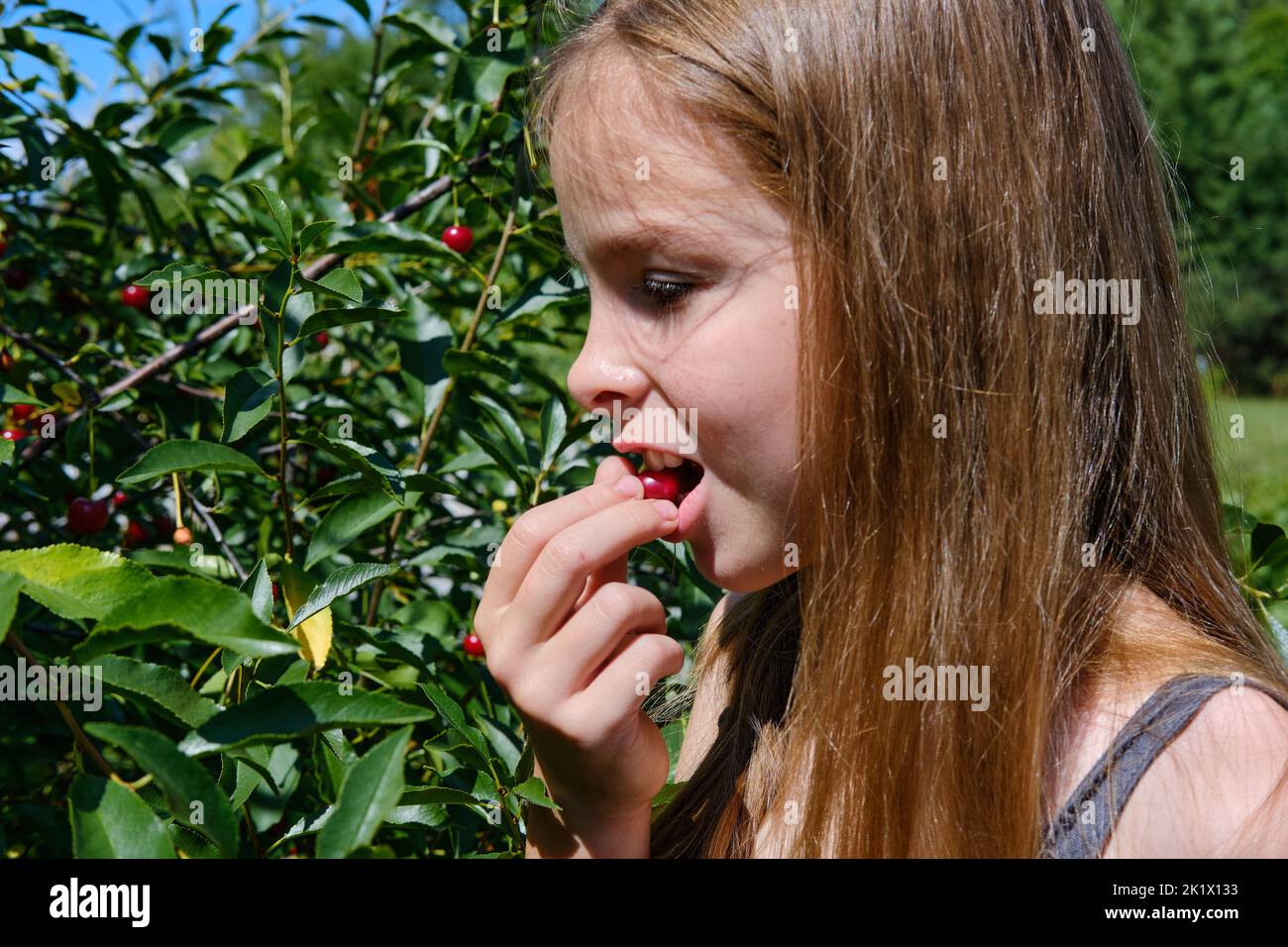 Ein lächelndes, positives Teenager-Mädchen im Garten hält eine reife Kirsche in der Hand und isst sie gegen den blauen Himmel. Kirschernte. Stockfoto