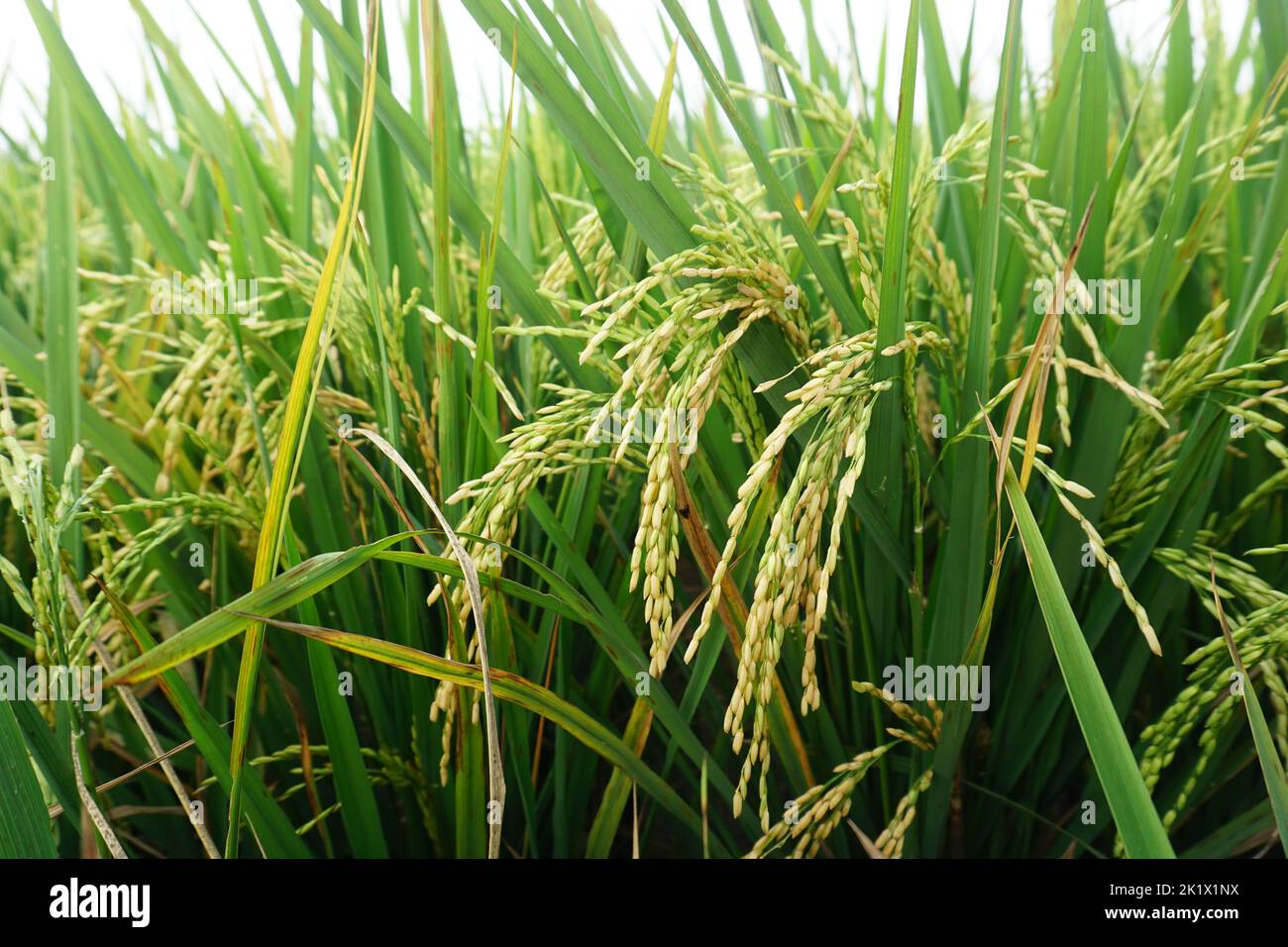 Reis bereit für die Ernte in Indonesien. Mit grünen Blättern und vergilbtem Reis. Es gibt unberührte Reisfelder in den Dörfern. Stockfoto
