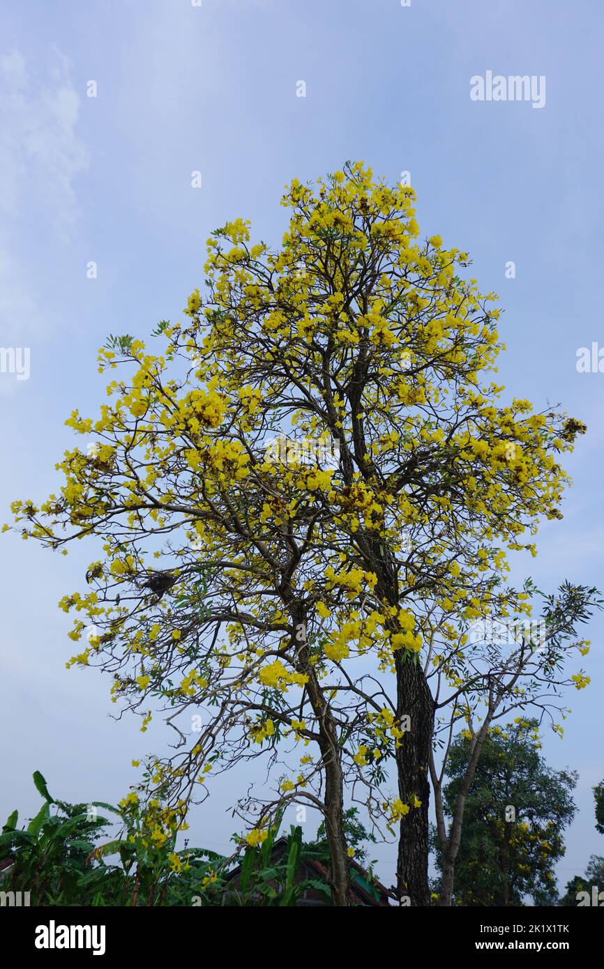 Frühling auf dem Land, um gelbe Blumen zu produzieren. Mit einem schönen blauen Himmel Hintergrund und weißen Wolken. Stockfoto