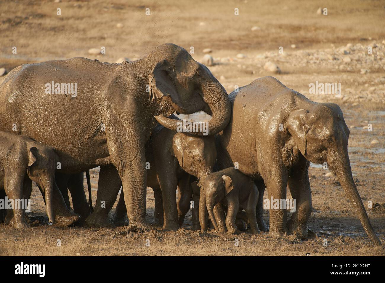 Elefantenbad. Jim-Corbett-Nationalpark, Indien. Stockfoto