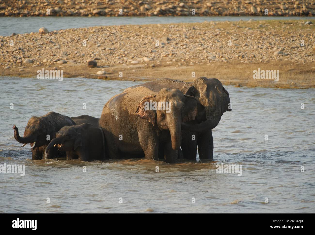 Elefantenbad. Jim-Corbett-Nationalpark, Indien. Stockfoto