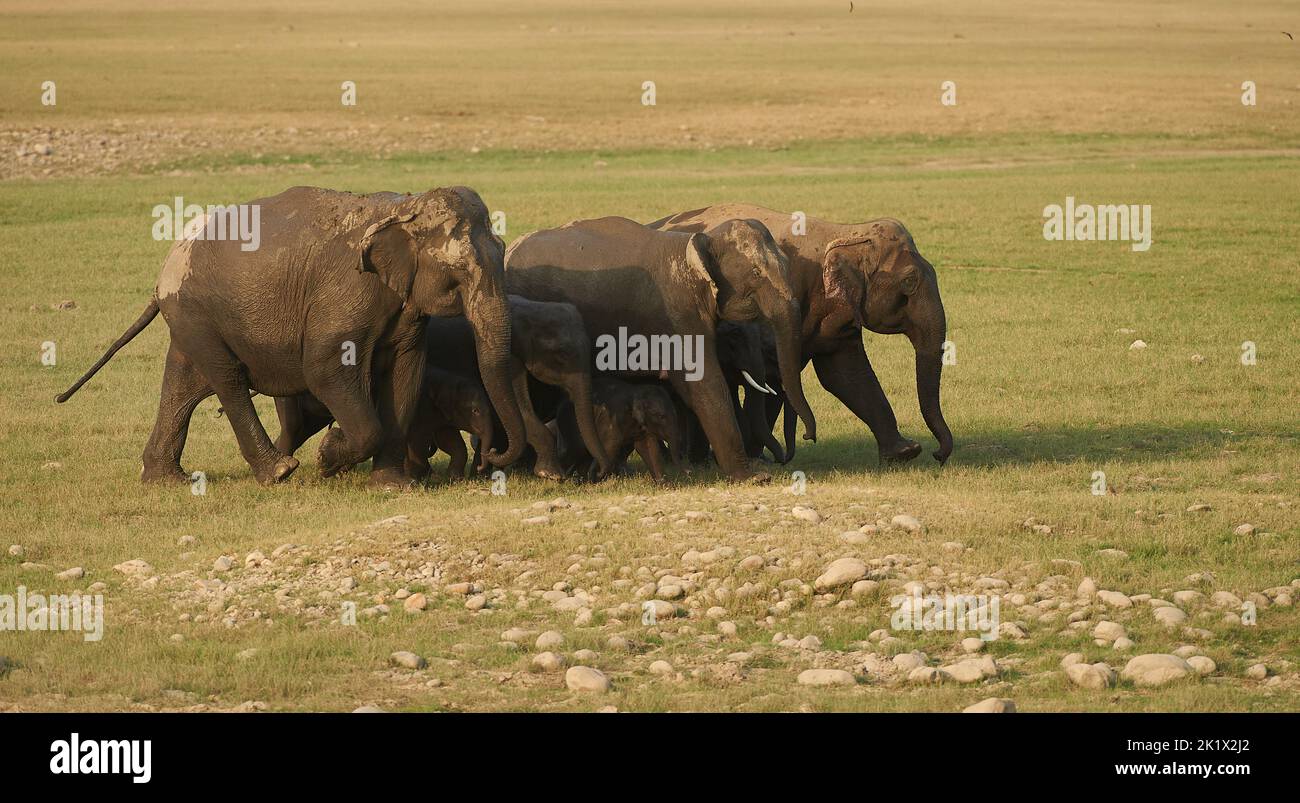 Elefantenbad. Jim-Corbett-Nationalpark, Indien. Stockfoto