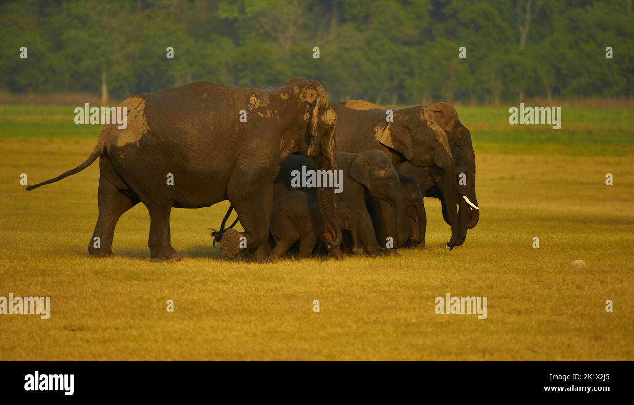Elefantenbad. Jim-Corbett-Nationalpark, Indien. Stockfoto