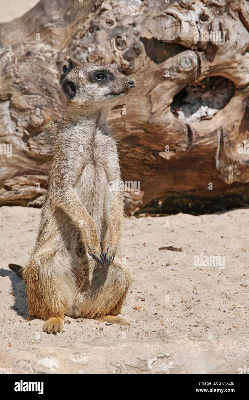 surikat oder Erdmännchen, Suricata suricatta; Herpestidae Stockfoto