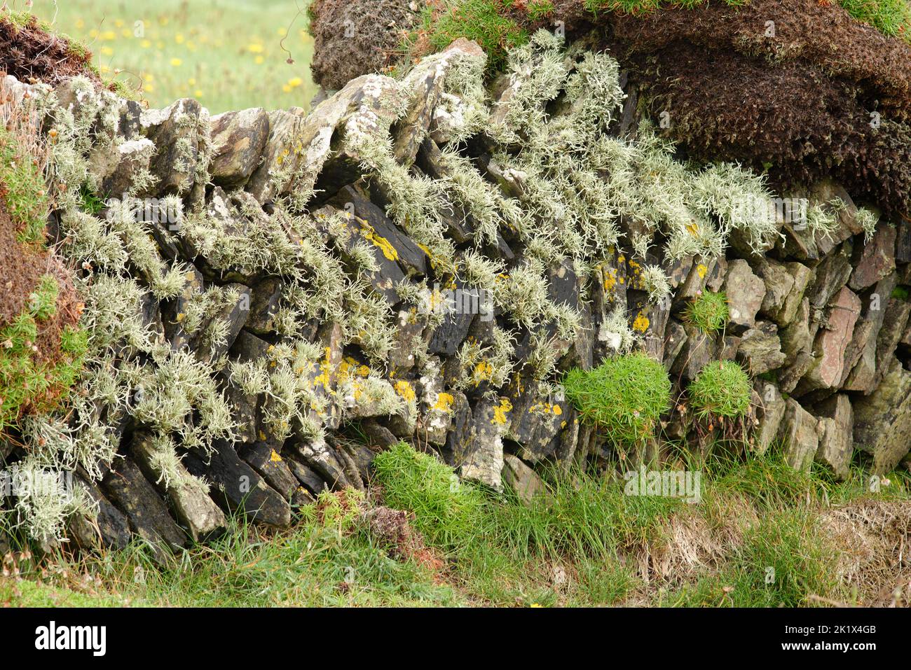 Eine alte, mit Flechten und Moosen bedeckte, trockene Steinmauer. Stockfoto