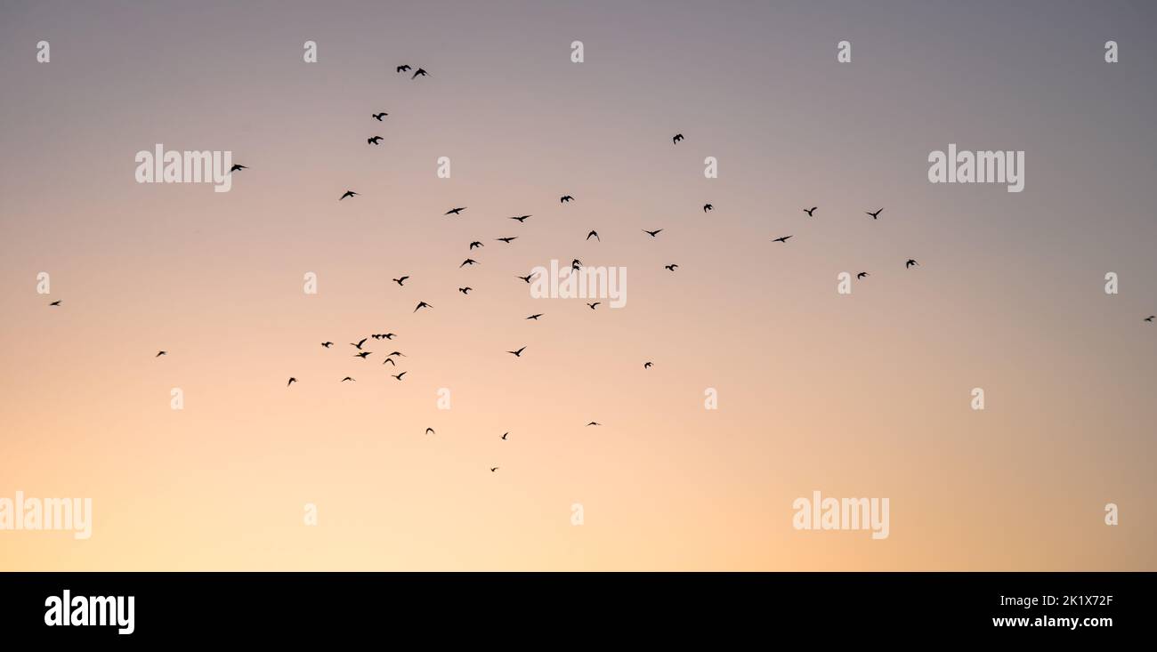 Die Vögel fliegen in den orange und lila schattigen Sonnenuntergang Himmel Stockfoto