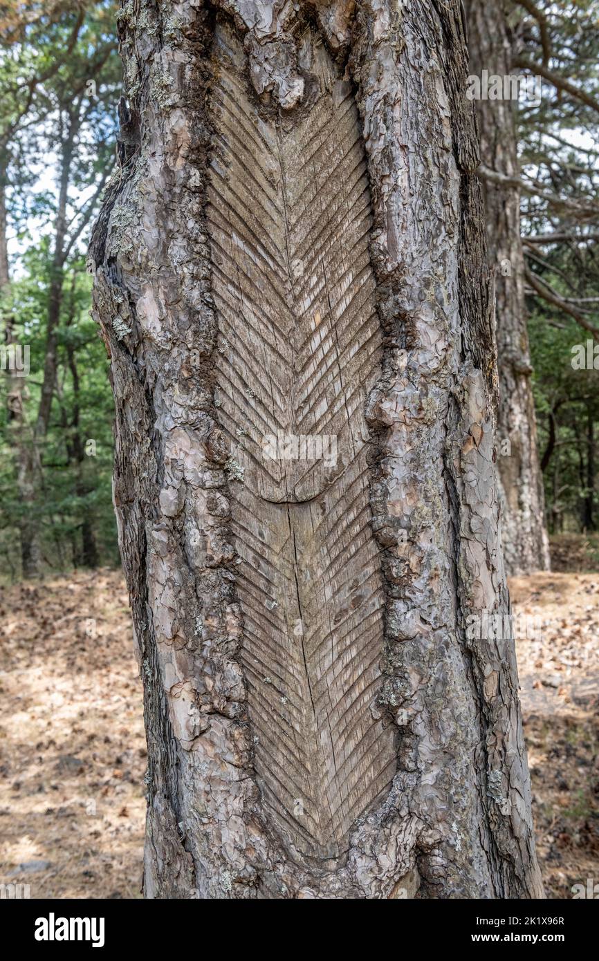 Eine alte Kiefer, die wegen ihres Harzes angezapft wurde. Dies war einst ein profitables Geschäft in den Wäldern an den Hängen des Ätna, Sizilien, Italien Stockfoto