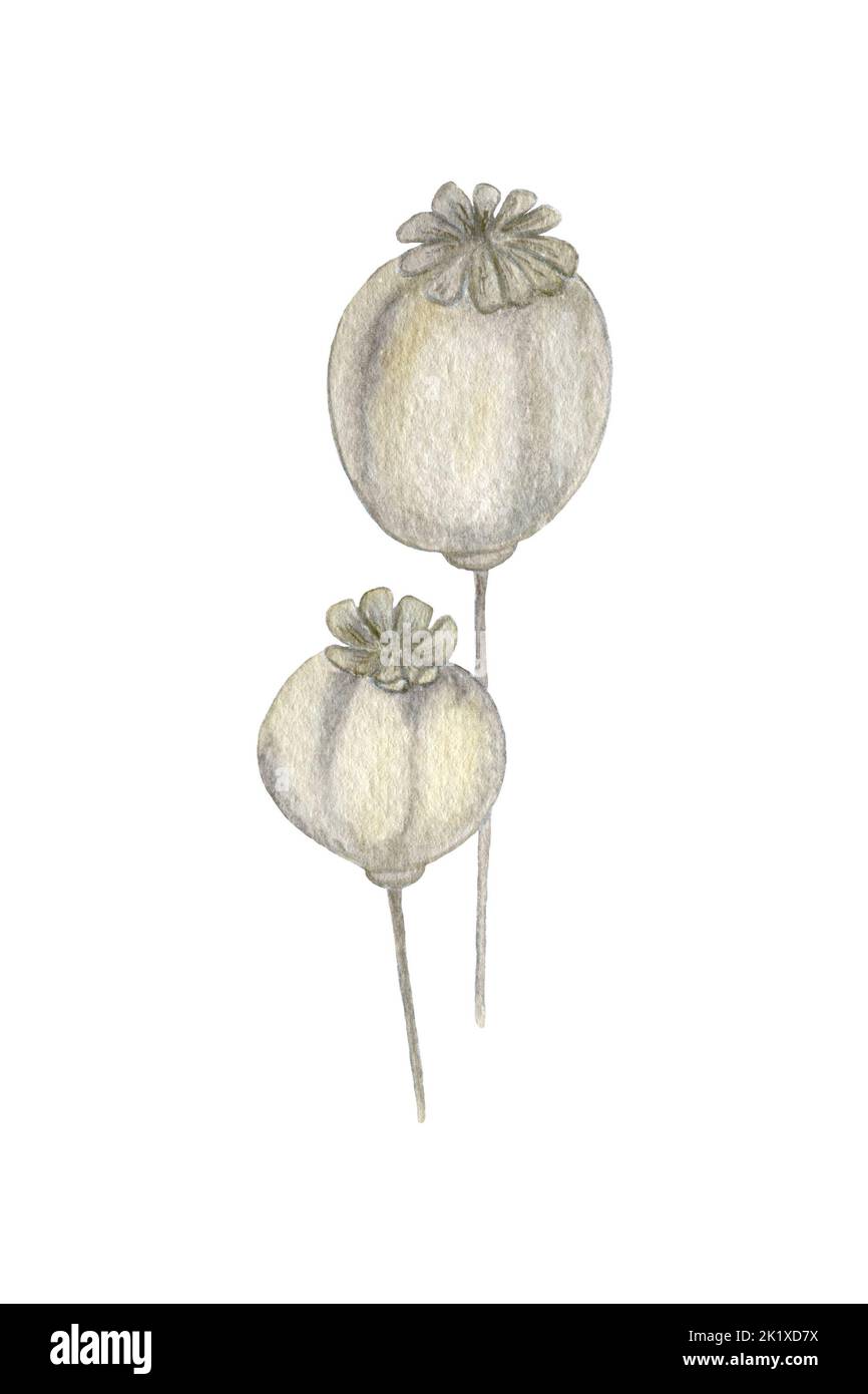 Aquarell trockener Mohnkopf isoliert auf weißem Hintergrund. Mohnsamen. Mohnblume Stockfoto