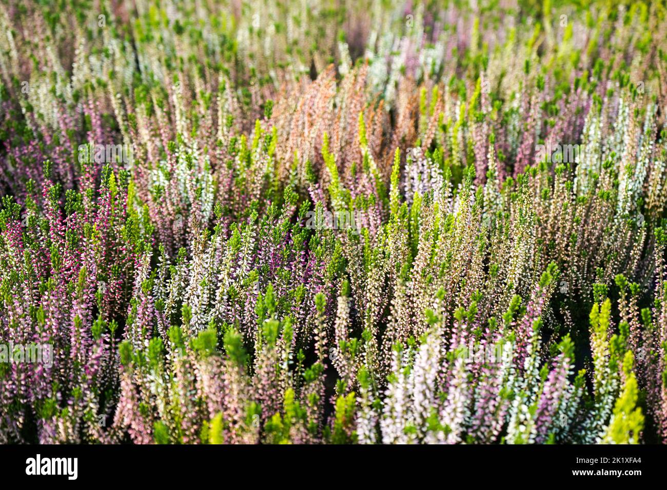 Blühende Heidekraut, Nahaufnahme. Calluna vulgaris. Blumen Hintergrund. Stockfoto