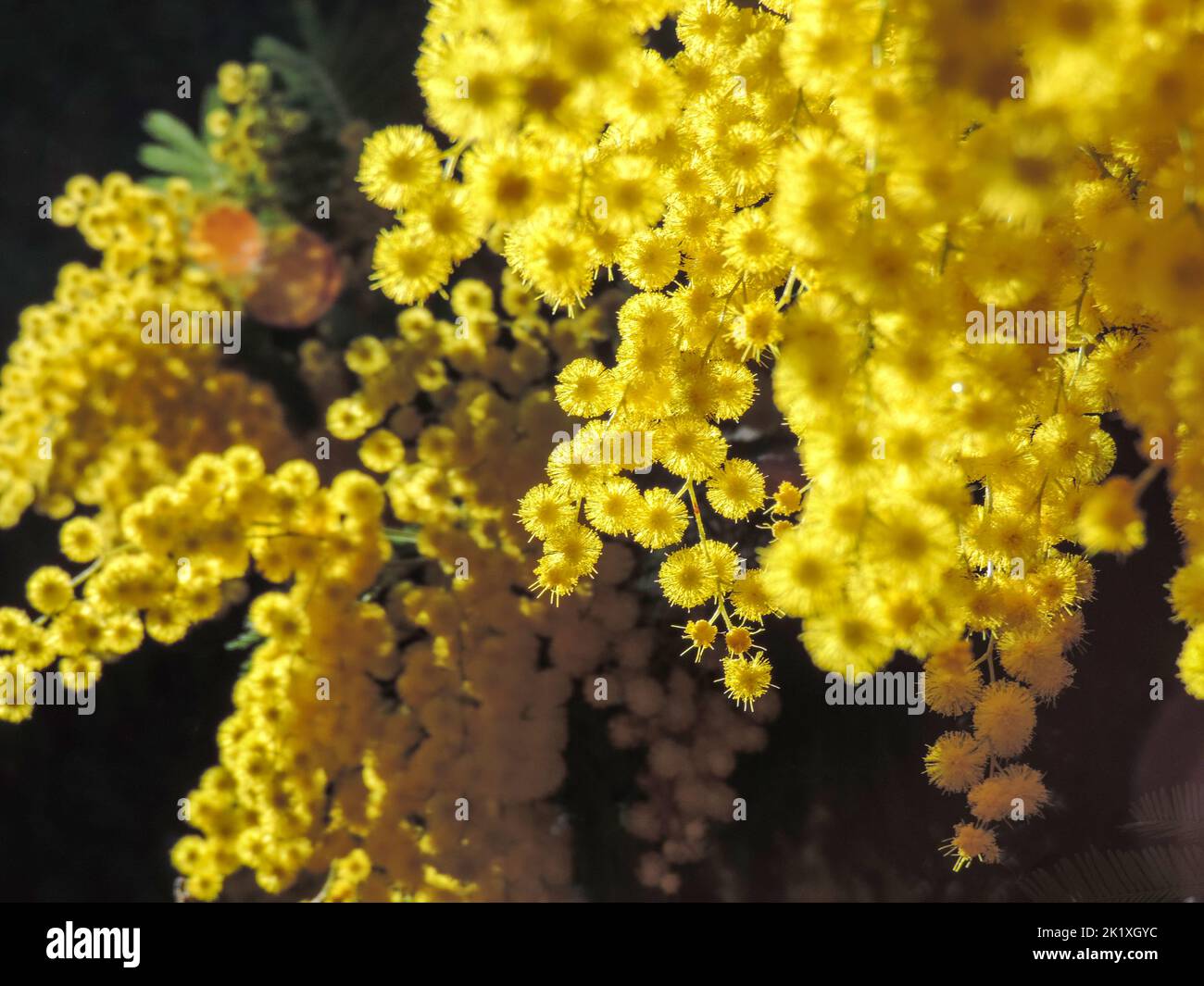 Nahaufnahme von schönen blühenden leuchtend gelben flauschigen Mimosenblüten mit grünen Blättern auf schwarzem Hintergrund, selektiver Fokus. Stockfoto