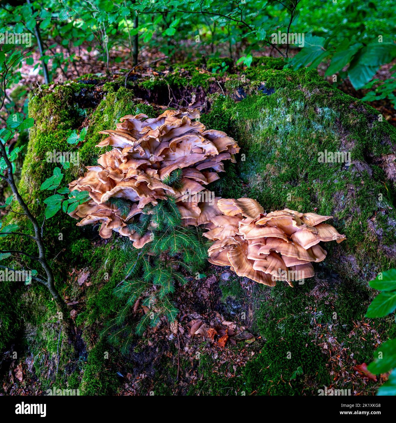 Nahaufnahme des Großen Polyporepilzes (Meripilus giganteus) - schwarz färbende Polypore Stockfoto