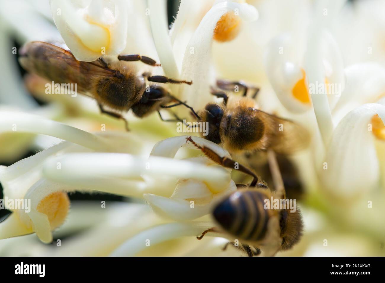 Makrofotografie von Bienen auf einer grevillea Stockfoto