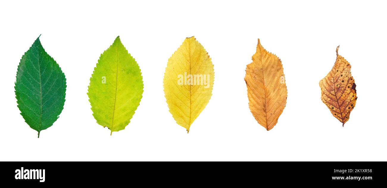 Herbstzyklus Blätter Jahreszeiten ändern Regenbogen Gradienten biologischen Lebenszyklus Stockfoto