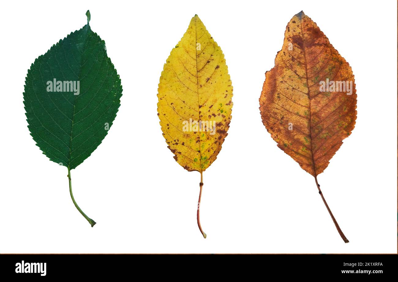 Drei Herbstblätter Jahreszeiten ändern Regenbogen Farbverlauf biologischen Lebenszyklus Stockfoto