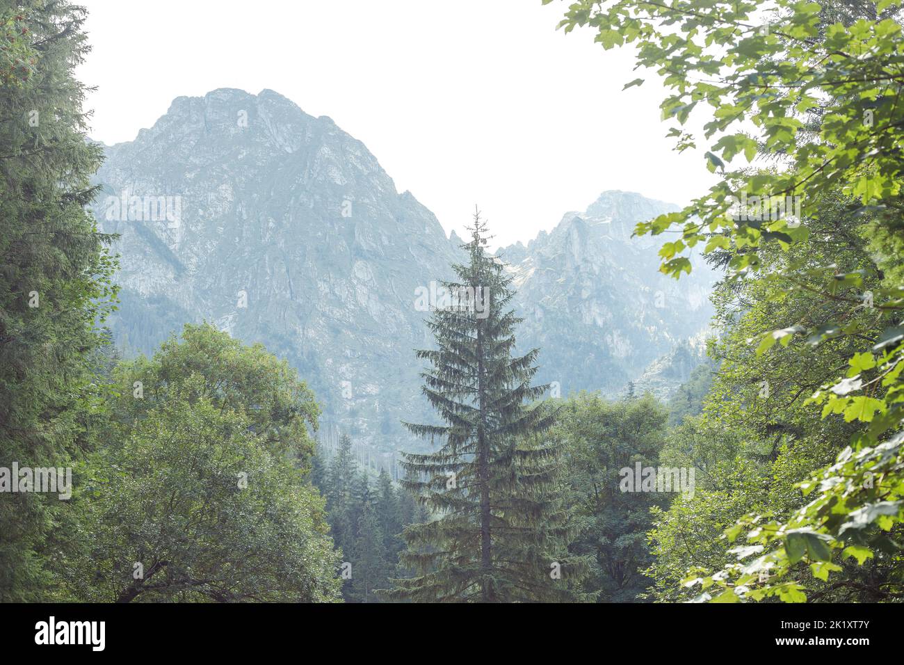 Berge und immergrüner Nadelwald, Panoramaszene. Reisen, Trekking, Camping, Wandern Abenteuer in der Natur Stockfoto