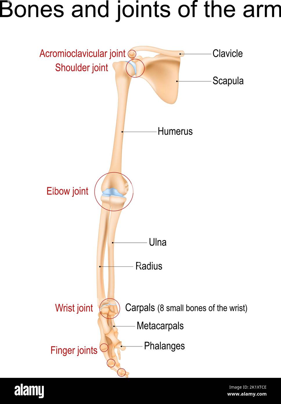 Anatomie des menschlichen Arms. Knochen und Gelenke von Arm, Unterarm und Hand. Vorderansicht des oberen Gliedes des Skeletts. Vektorgrafik Stock Vektor