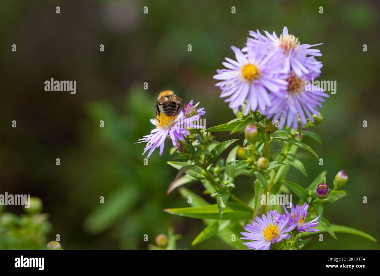 Natürliche Ökologie und die Bedrohung durch den Einsatz von Pestiziden – Nahaufnahme einer Karderbiene, Bombus pascuorum auf der Nahrungssuche nach wilden Asterblüten Stockfoto